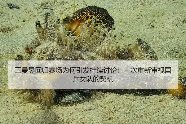 王曼昱回归赛场为何引发持续讨论：一次重新审视国乒女队的契机 - okooo